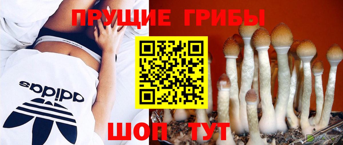 Магнитогорск  Псилоцибиновые грибы Psilocybe  Вход с VPN  Галлюциногенные грибы прущие грибы 